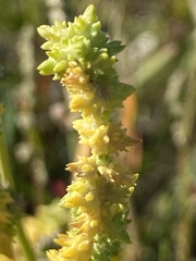 Atriplex littoralis