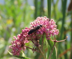 Myzinum obscurum