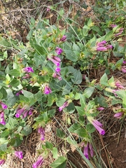 Mirabilis multiflora