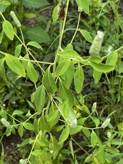 Sphenoclea zeylanica