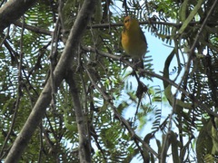 Protonotaria citrea