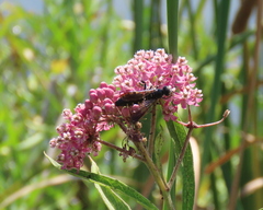 Myzinum obscurum