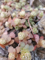 Sedum