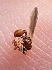 Cyphomyrmex wheeleri