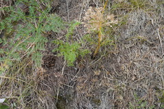 Lomatium