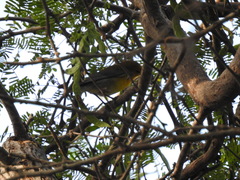 Protonotaria citrea