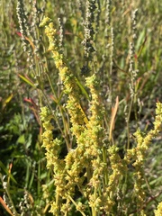 Atriplex littoralis