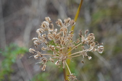 Lomatium