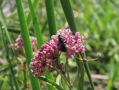 Myzinum obscurum