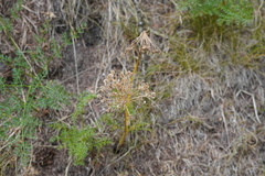 Lomatium