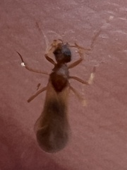 Cyphomyrmex wheeleri