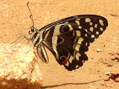 Papilio demodocus