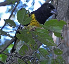 Pheucticus aureoventris