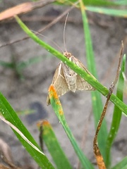 Achyra rantalis