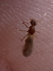 Cyphomyrmex wheeleri