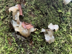 Myxarium nucleatum
