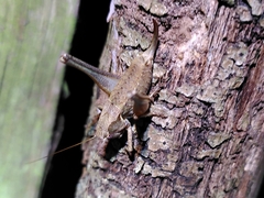 Pholidoptera griseoaptera