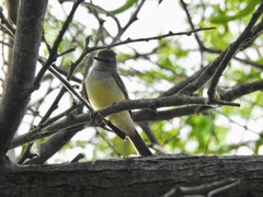 Myiopagis viridicata