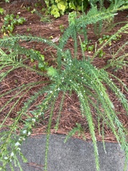 Lespedeza cuneata