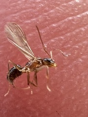 Nylanderia