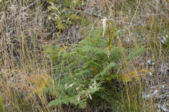 Lomatium