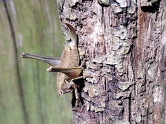 Pholidoptera griseoaptera