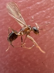 Nylanderia