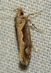 Ornativalva plutelliformis