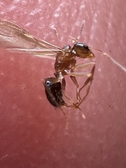 Nylanderia