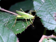 Meconema thalassinum