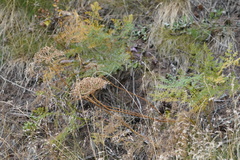 Lomatium