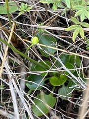 Parnassia glauca