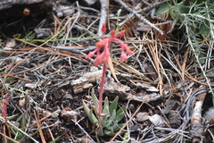 Dudleya pauciflora