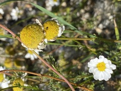 Tripleurospermum maritimum