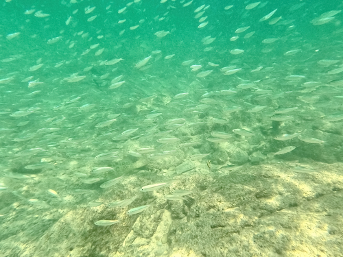 Flatiron herring (Harengula thrissina) — Clupeidae — 4