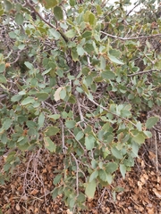 Quercus turbinella