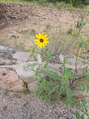 Helianthus petiolaris