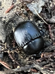 Phanaeus triangularis