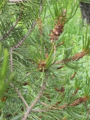 Pinus cembroides