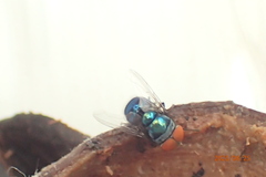 Chrysomya megacephala