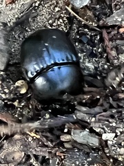 Phanaeus triangularis