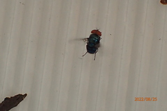 Chrysomya megacephala