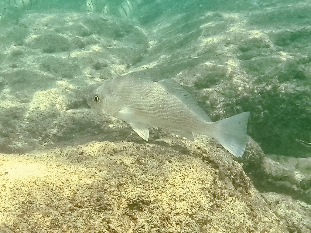 Longfin croaker (Umbrina dorsalis) — Sciaenidae