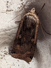 Noctua pronuba