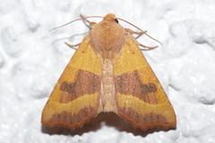 Atethmia centrago