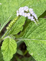 Heliotropium indicum