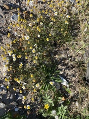 Tripleurospermum maritimum