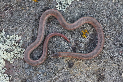 iNaturalist observation photo of Common Sharp-tailed Snake