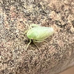 Gyponana