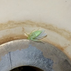 Gyponana